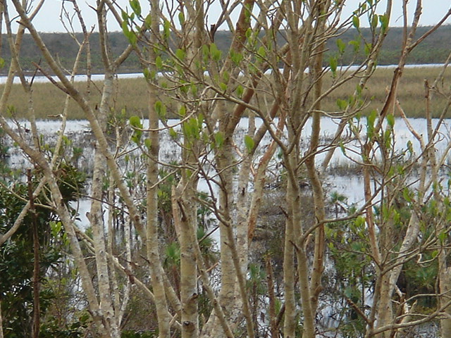 dsc00618.jpg